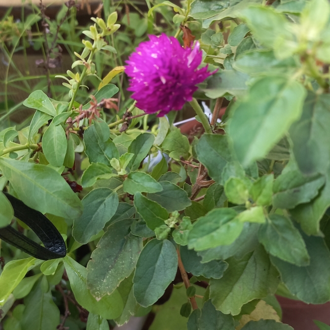 plant image 1668487