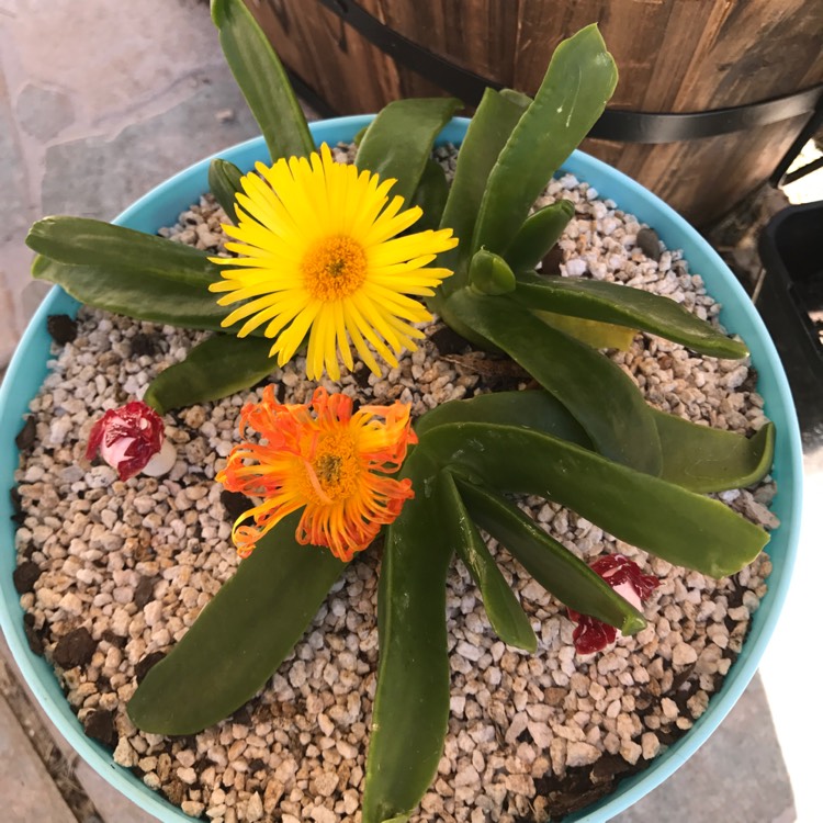 Plant image Glottiphyllum Longum