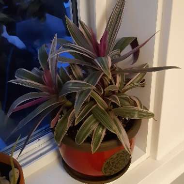 Tradescantia spathacea 'Versicolor' syn. Tradescantia spathacea 'Tricolor', Rhoeo spathacea 'Tricolor'