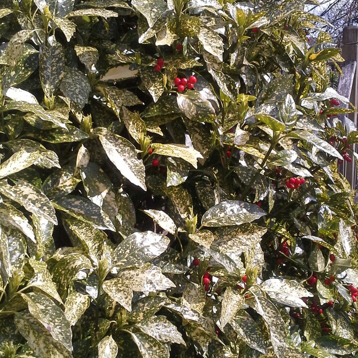 Plant image Aucuba japonica