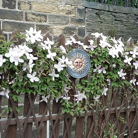 Clematis Montana 'Elizabeth'