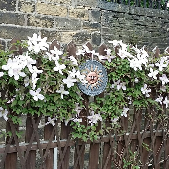 Susan's garden