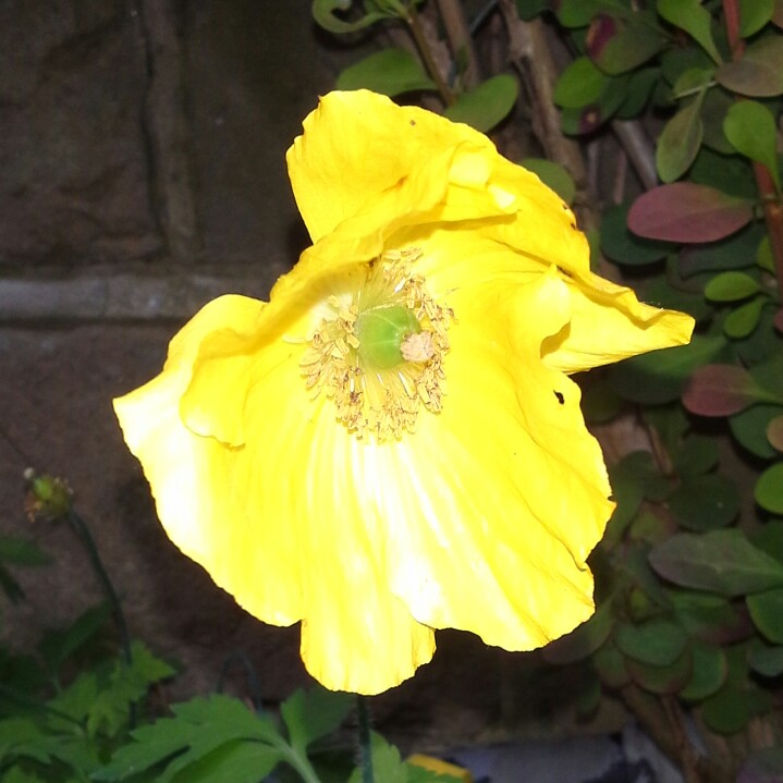 Susan's garden