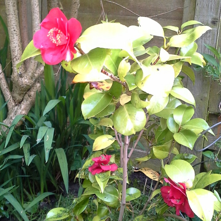 Susan's garden
