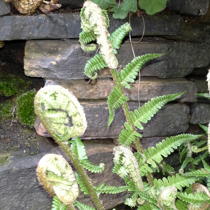 Susan's garden