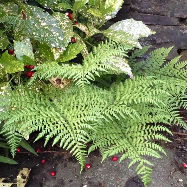 Susan's garden