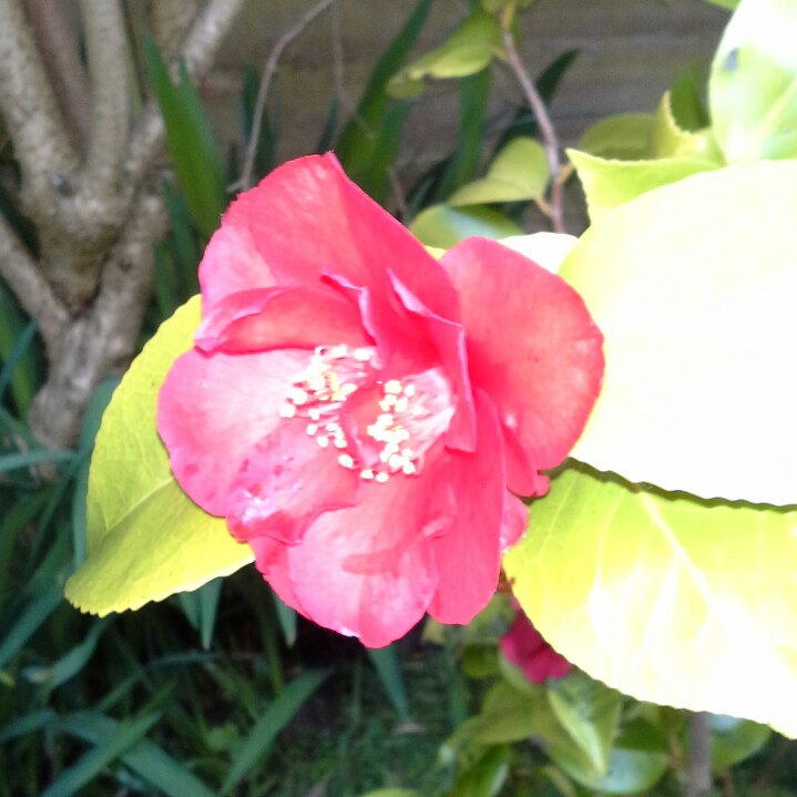 plant image 91723