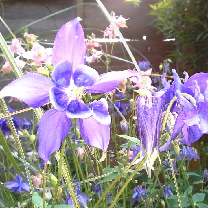 Susan's garden