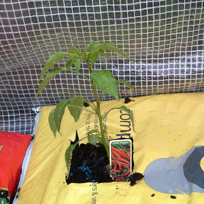 Chilli Pepper 'Joe's Long'