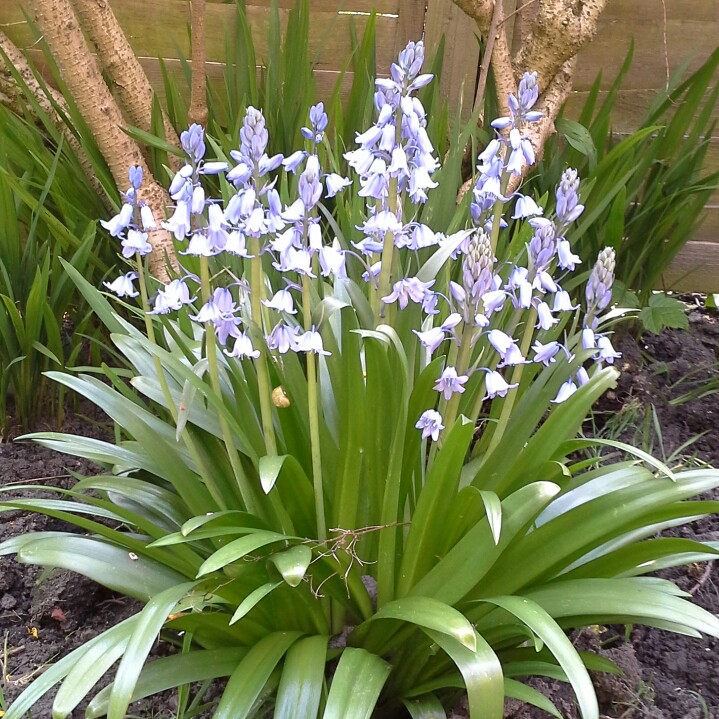 Susan's garden