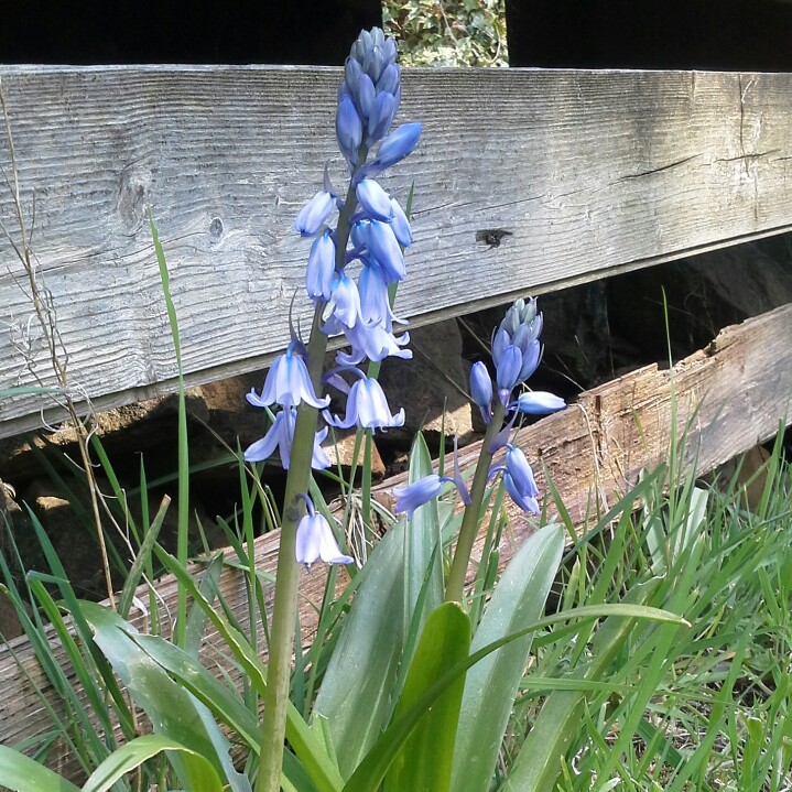 plant image 91795