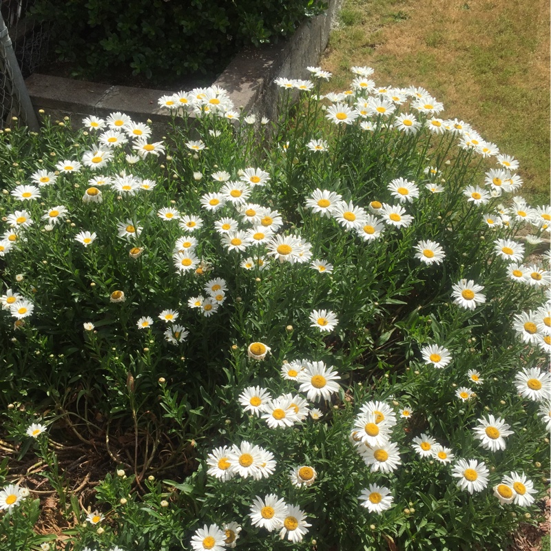 plant image 113305