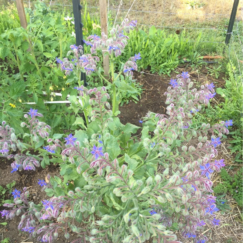 plant image 114499