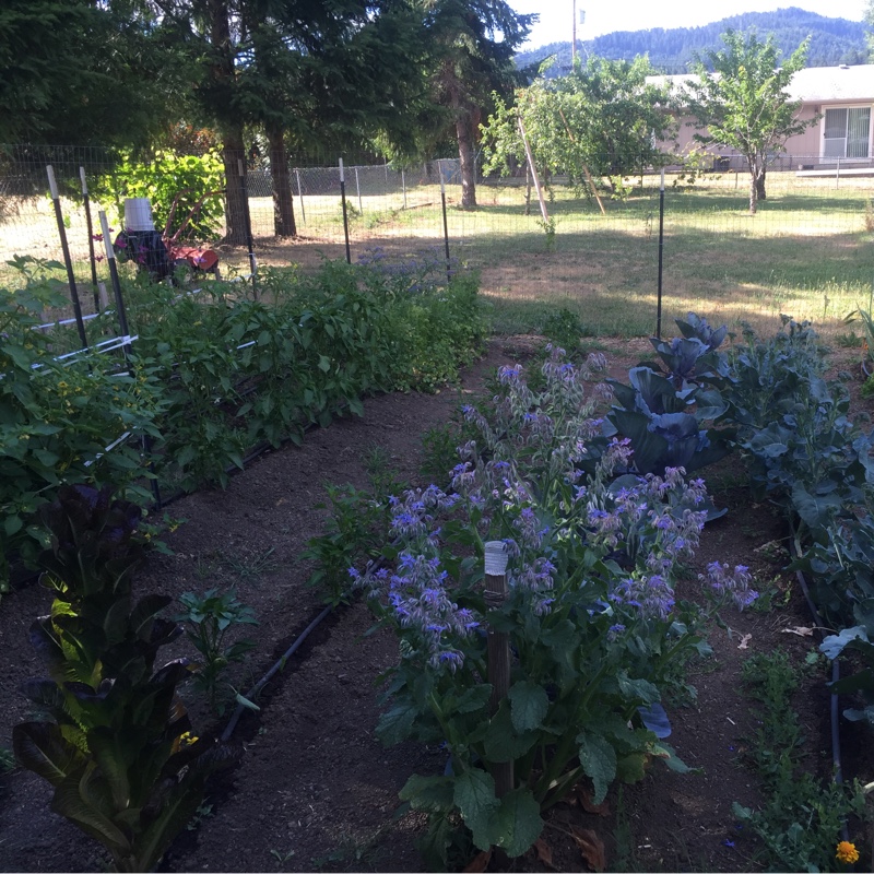 Dezaray's garden