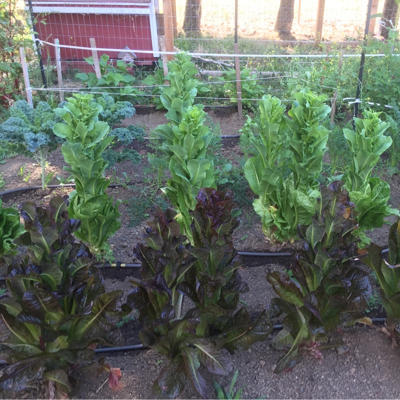 Dezaray's garden