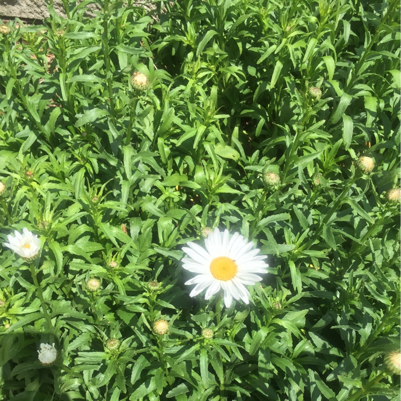 plant image 83030