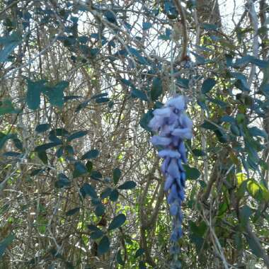 Wisteria sinensis
