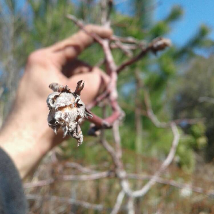 Plant image Prunus Americana