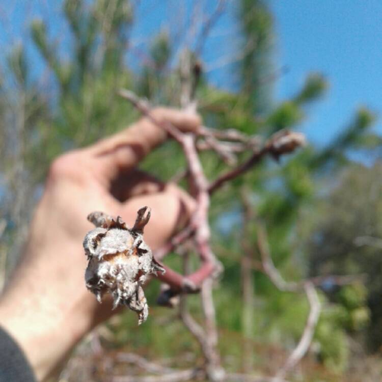 Plant image Prunus Americana