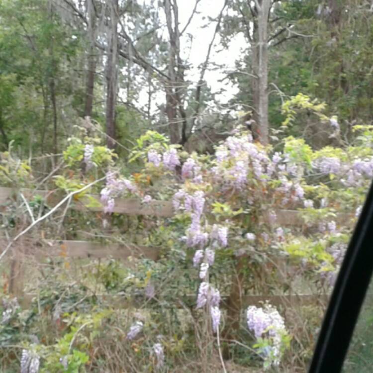 plant image 345430