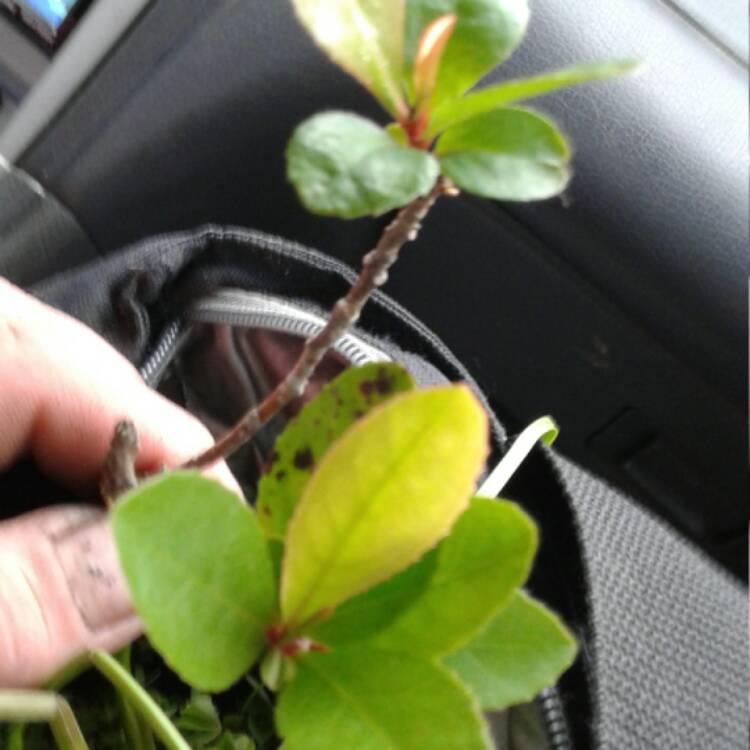 plant image 453374