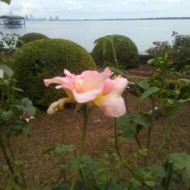 Rosa (Hybrid Tea)