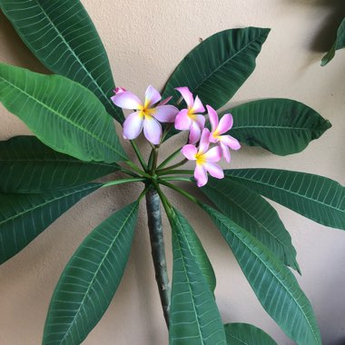 Plumeria