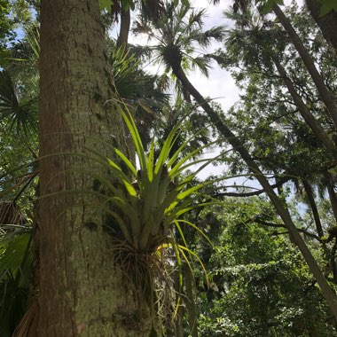 Tillandsia