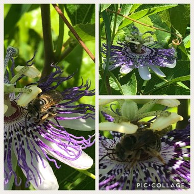 Passiflora