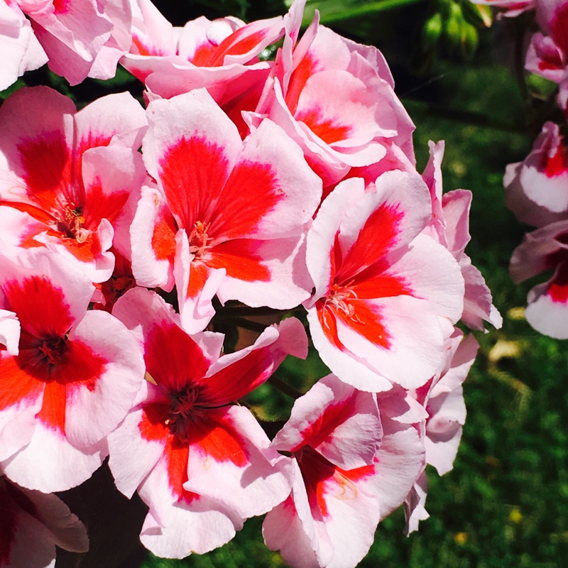 Pelargonium 'Grandeur Classic White Splash' (Zonal)