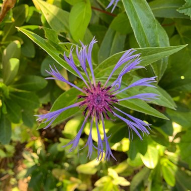 Centaurea montana
