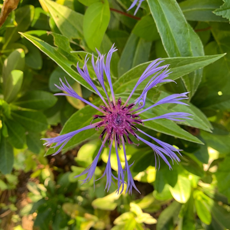 plant image 1097626