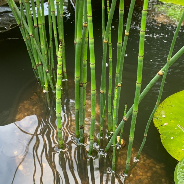 Plant image Equisetum Hyemale syn. Equisetum Japonica