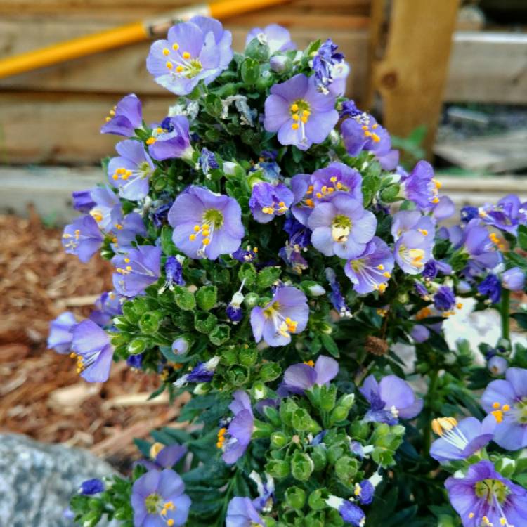 Plant image Polemonium boreale 'Heavenly Habit'