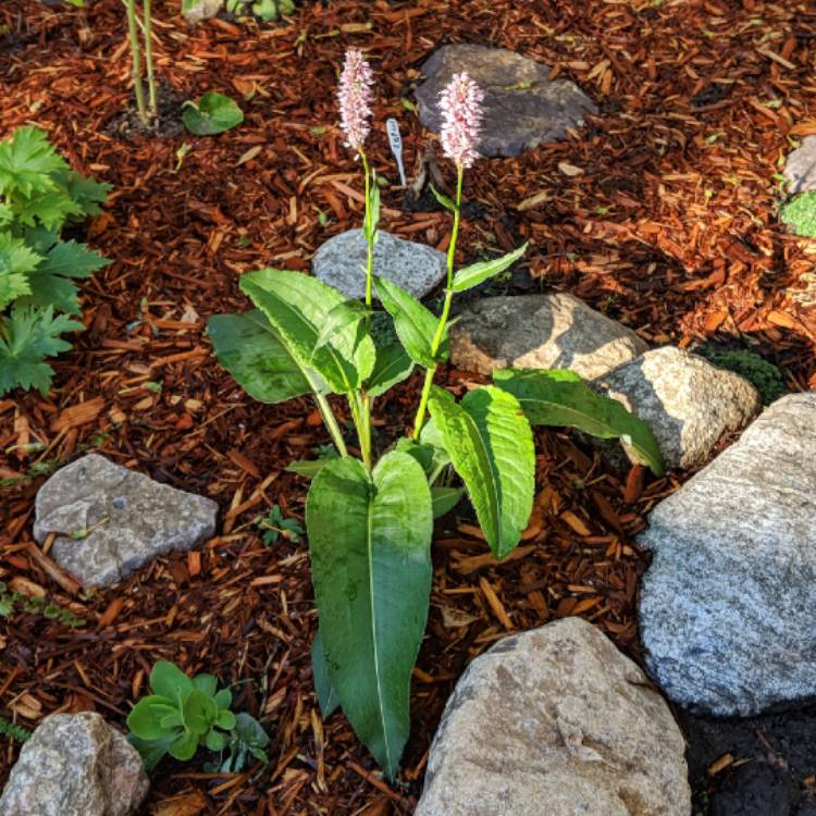 Plant image Persicaria bistorta