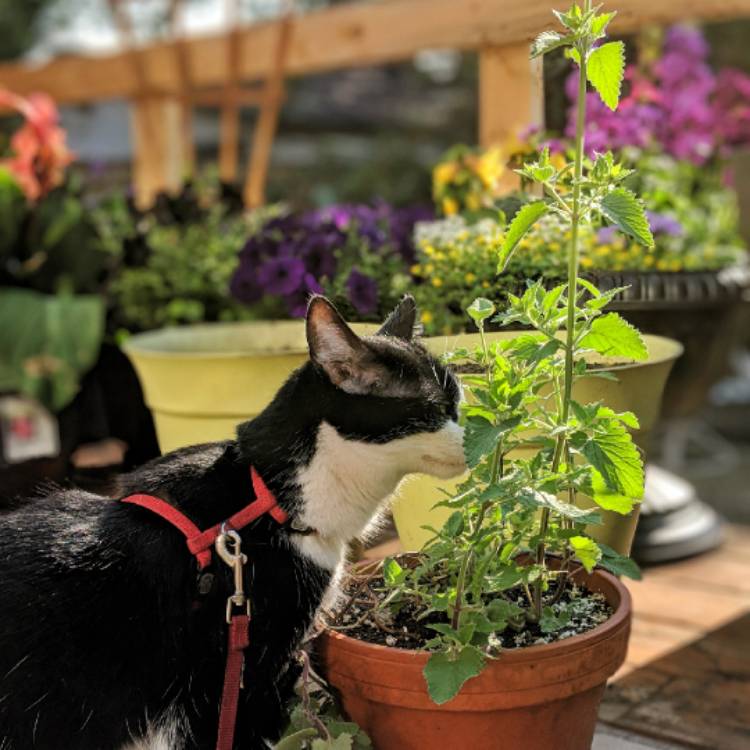 Plant image Nepeta 'Cataria'