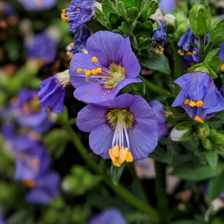 Plant image Polemonium boreale 'Heavenly Habit'