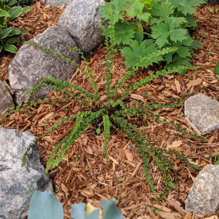 Plant image Athyrium filix-femina 'Frizelliae'