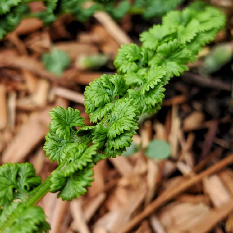 plant image 1104569