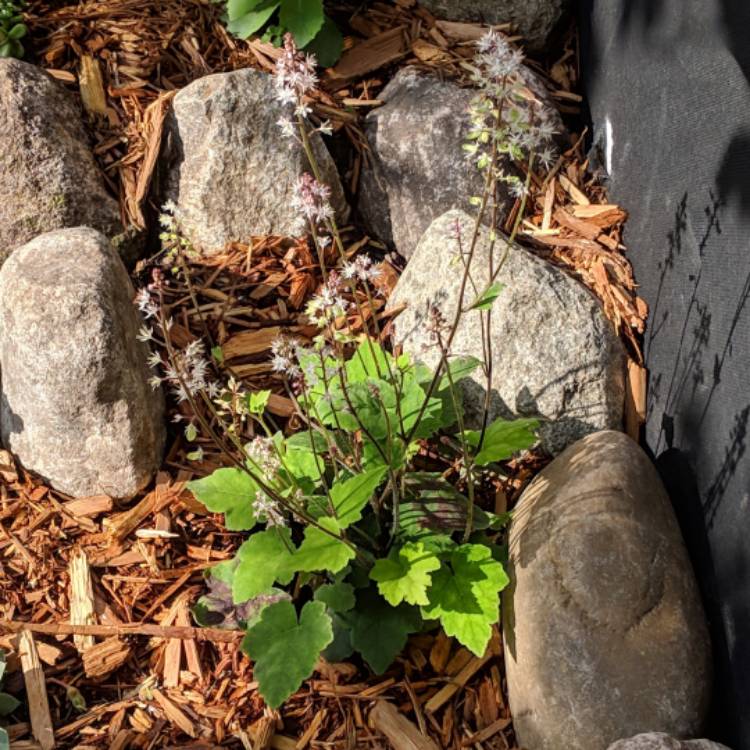 Plant image Tiarella wherryi