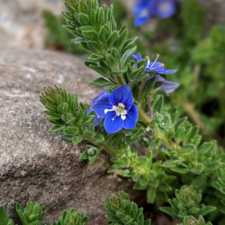 plant image 1304722