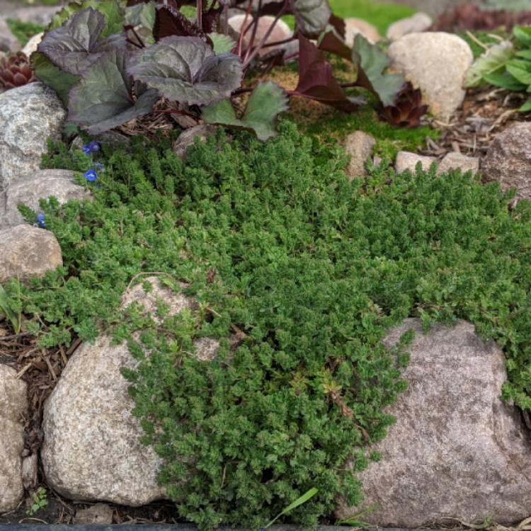 plant image 1304724