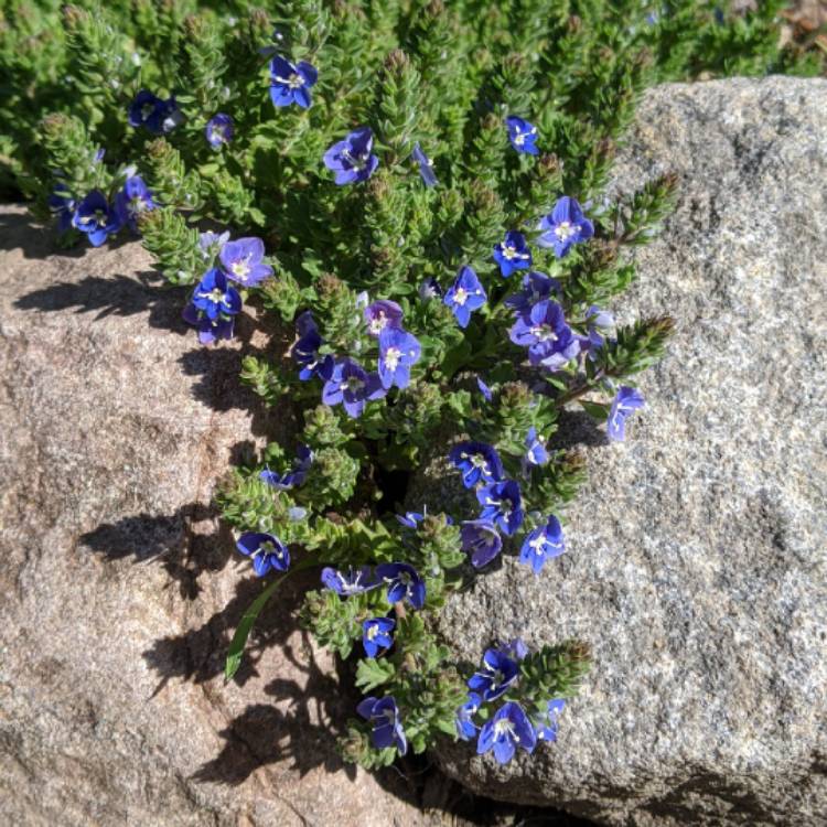 Plant image Veronica 'Tidal Pool'