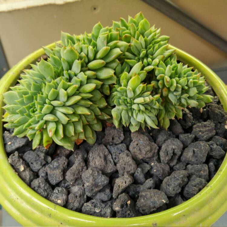 plant image 454581