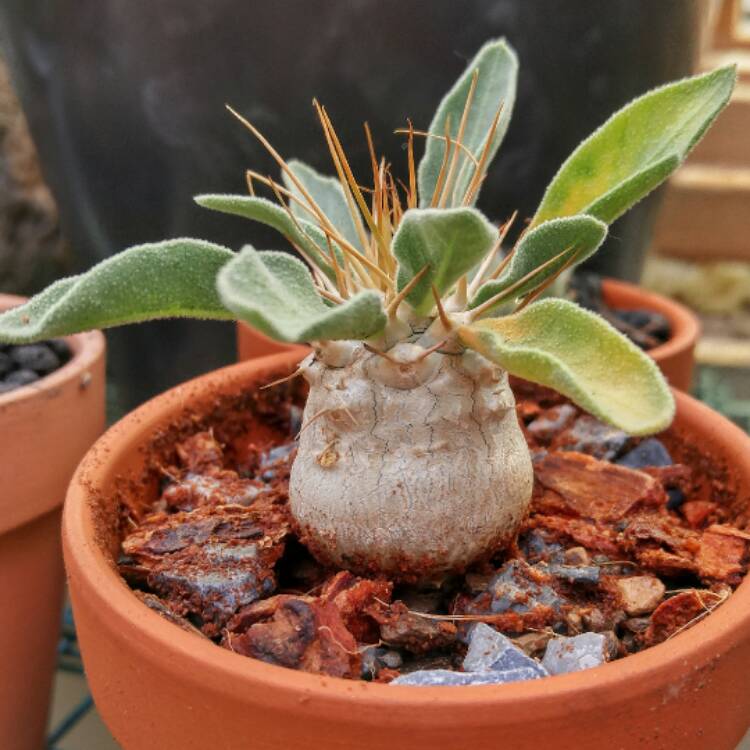 Plant image Pachypodium lealii