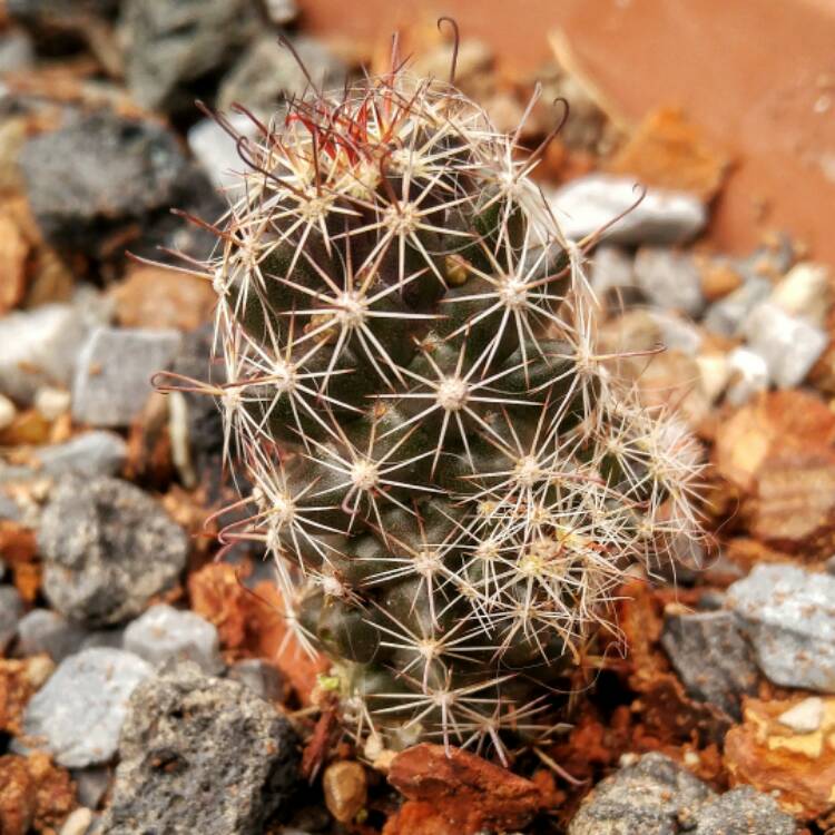 plant image 498326