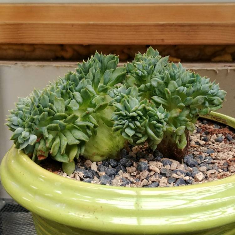 plant image 512725