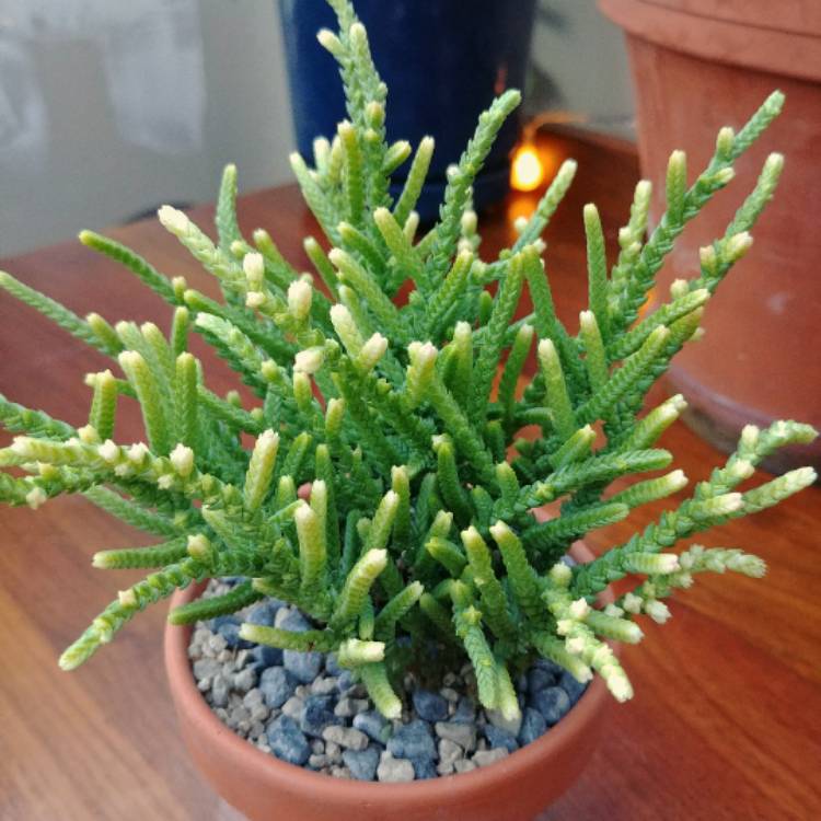 Plant image Crassula muscosa var. variegata