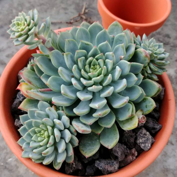Plant image xSedeveria Blue Elf