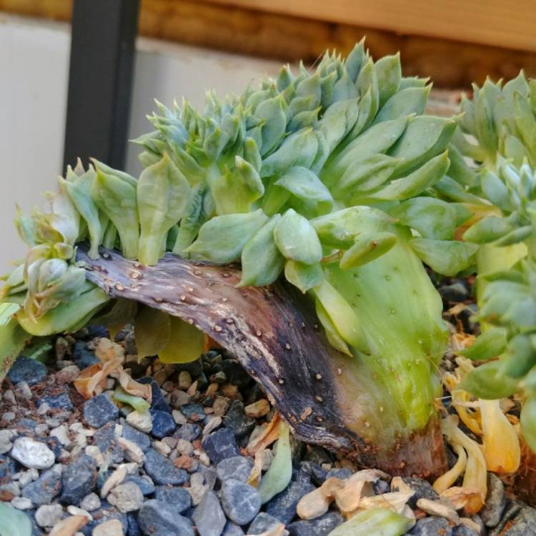 Plant image Echeveria Ramillete